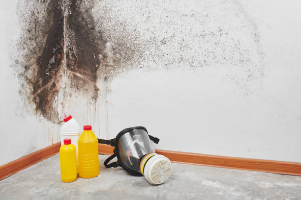 Best Mold Remediation Experts  in Gibson, AR