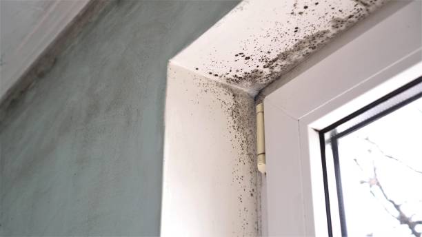 Best Same-Day Mold Removal  in Gibson, AR
