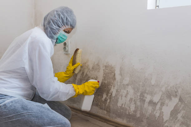 Best Local Mold Removal Service  in Gibson, AR