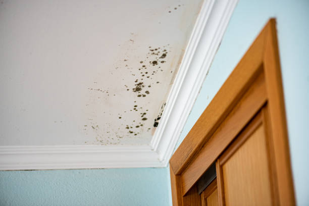 Reliable Gibson, AR Mold Removal Solutions