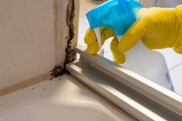 Best Mold Removal Near Me  in Gibson, AR
