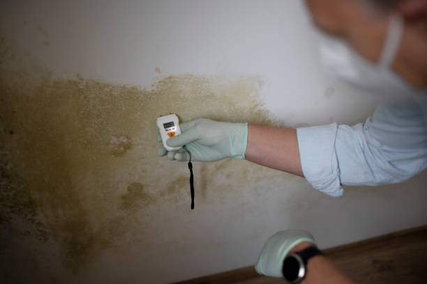 Best Black Mold Removal  in Gibson, AR
