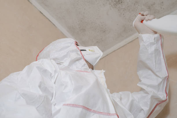 Office Mold Removal Services in Gibson, AR