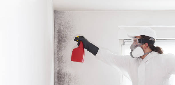 Best Mold Testing and Removal  in Gibson, AR