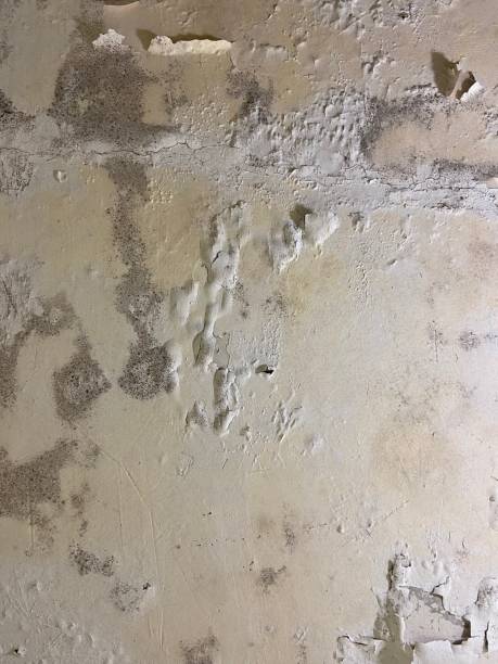 Best Commercial Mold Removal  in Gibson, AR