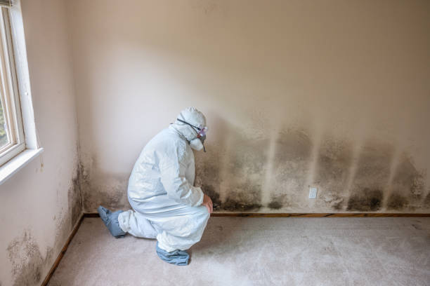 Attic Mold Removal in Gibson, AR