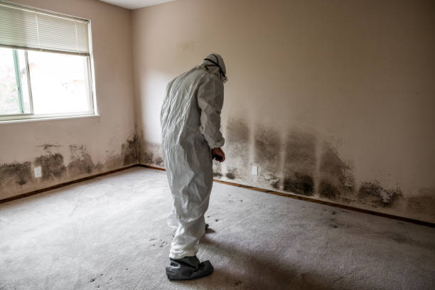 Best Fast Mold Removal  in Gibson, AR
