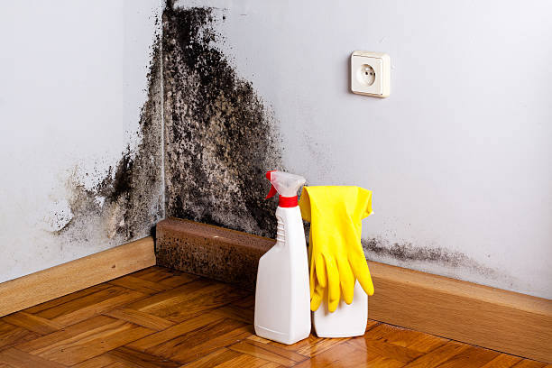 Best Mold Damage Repair  in Gibson, AR