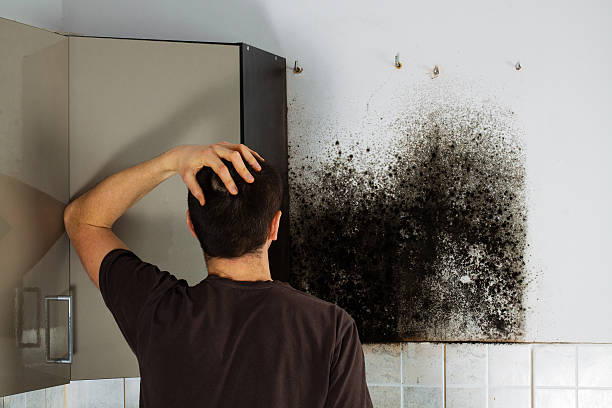 Best Professional Mold Removal  in Gibson, AR