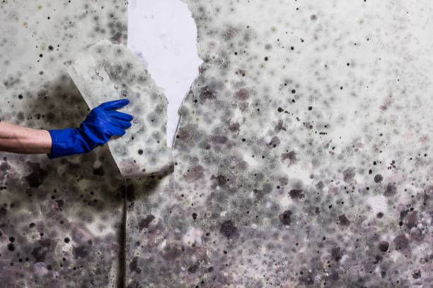 Best Emergency Mold Removal  in Gibson, AR